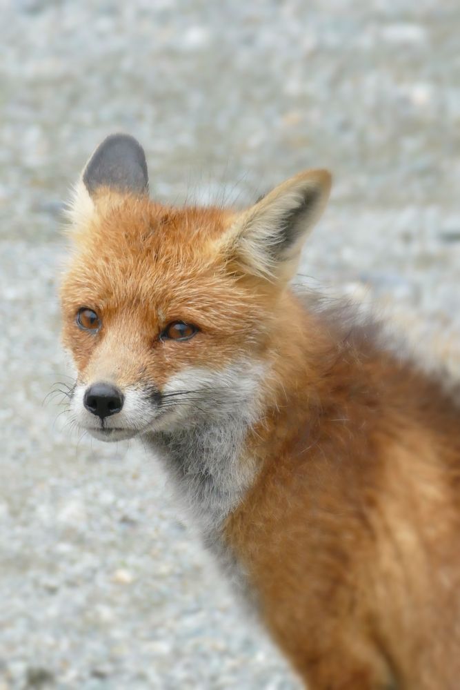 Fuchs