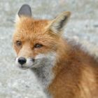 Fuchs