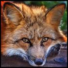 Fuchs 