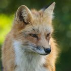 Fuchs 2