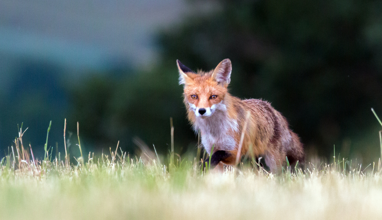 Fuchs 2