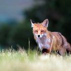 Fuchs 2