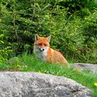 Fuchs 2, wild aber nicht scheu