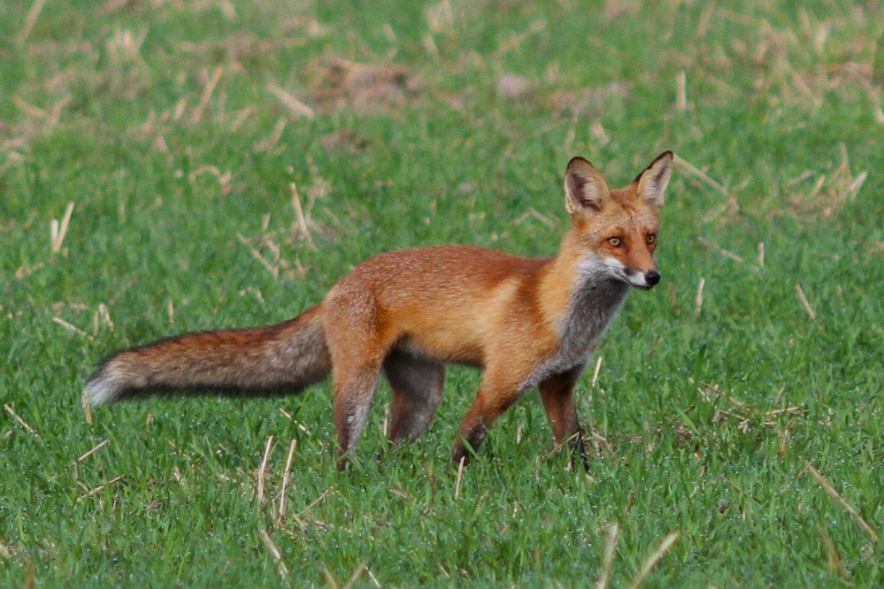 Fuchs Foto & Bild natur life, natur Bilder auf