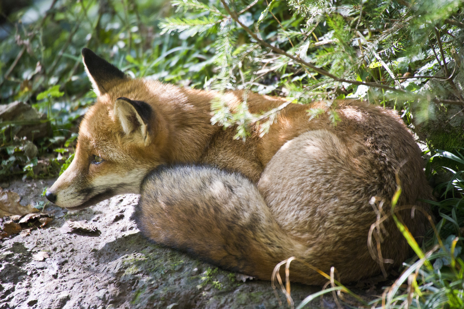 Fuchs 3