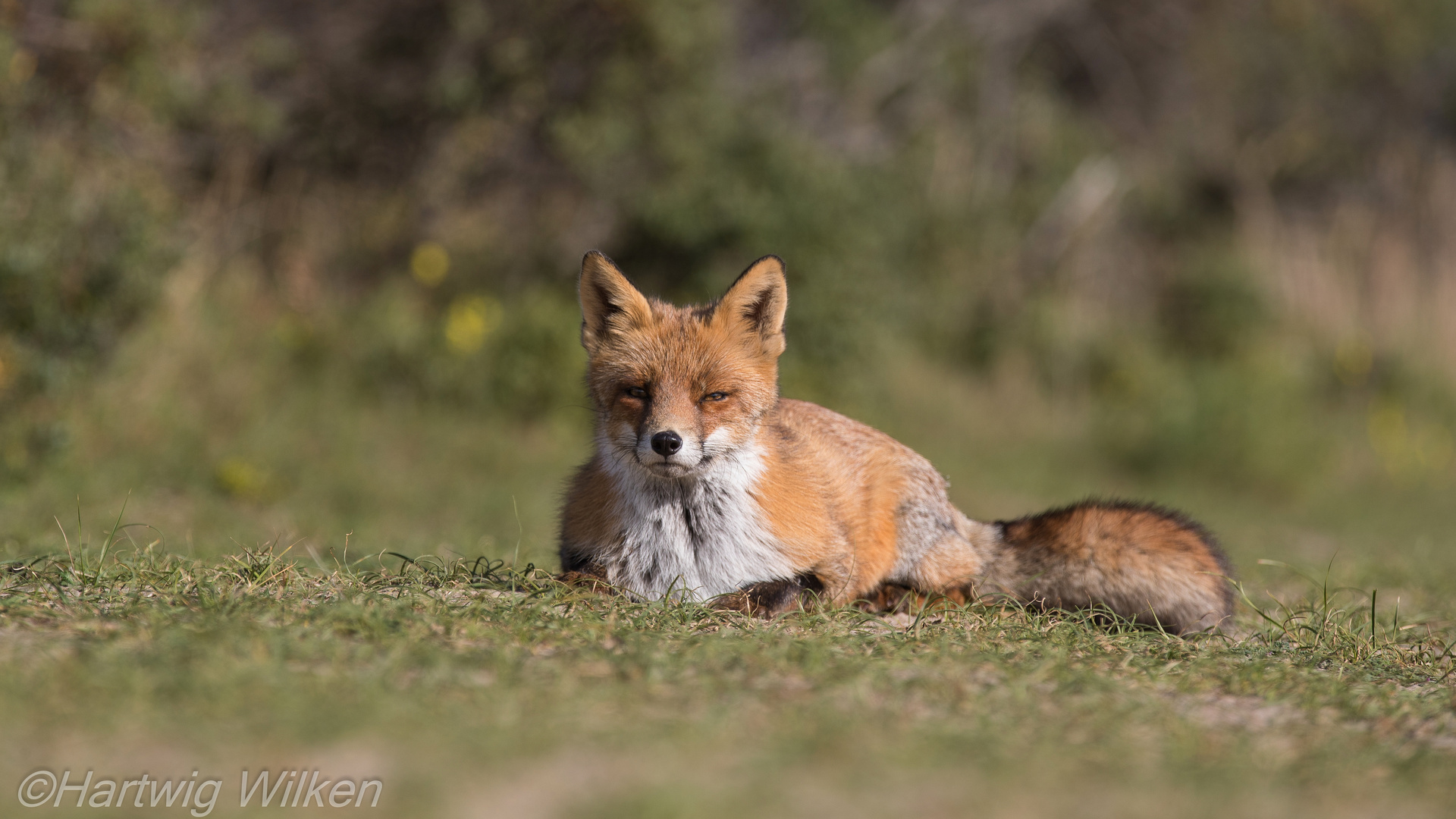 Fuchs 3