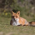 Fuchs 3