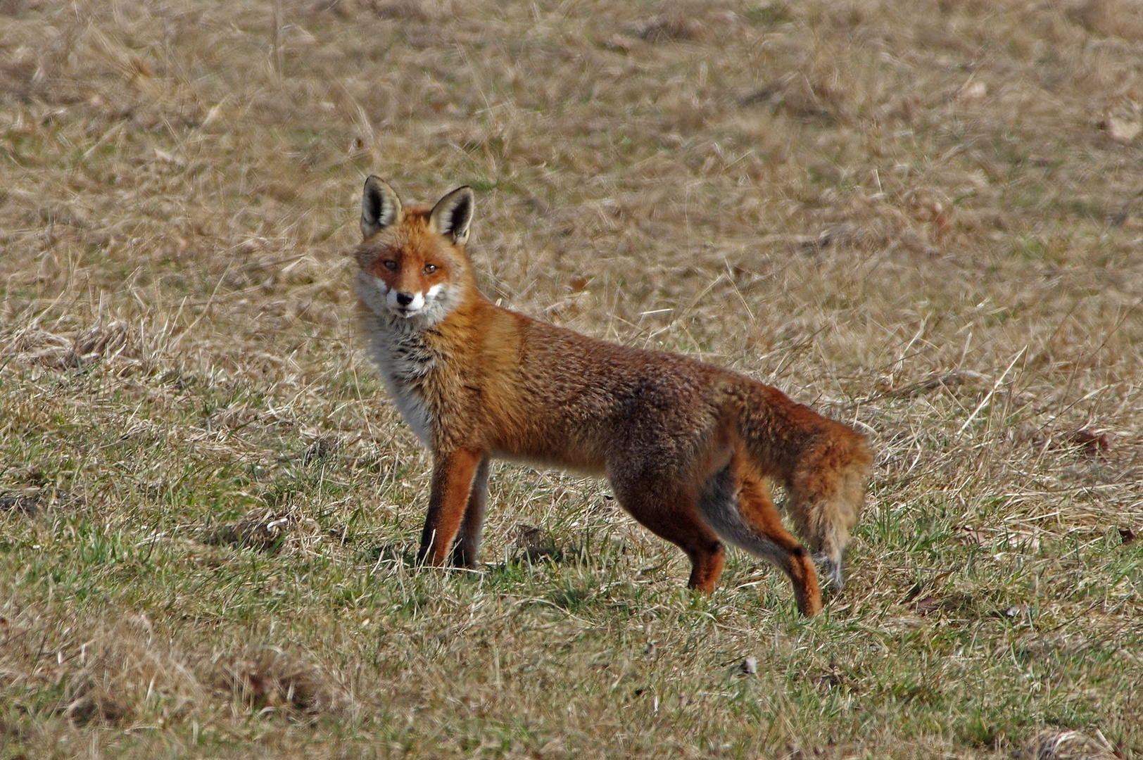 Fuchs 3