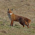 Fuchs 3