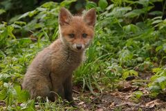 Fuchs