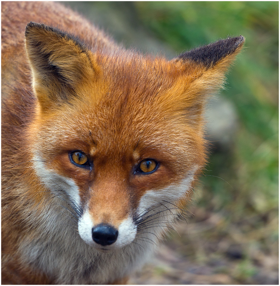 Fuchs Foto Bild tiere zoo wildpark falknerei Fuchs Foto Bild tiere zoo wildpark falknerei