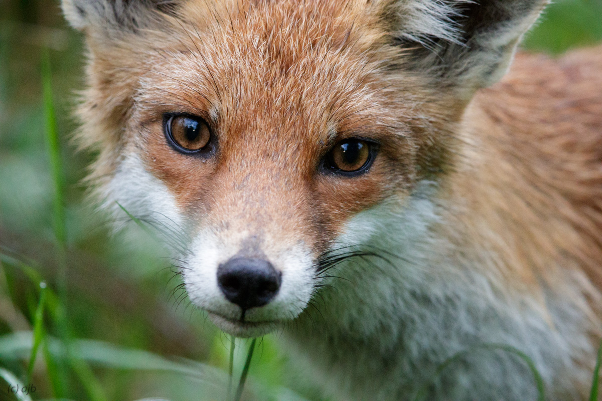 Fuchs Foto & Bild | tiere, wildlife, säugetiere Bilder auf fotocommunity