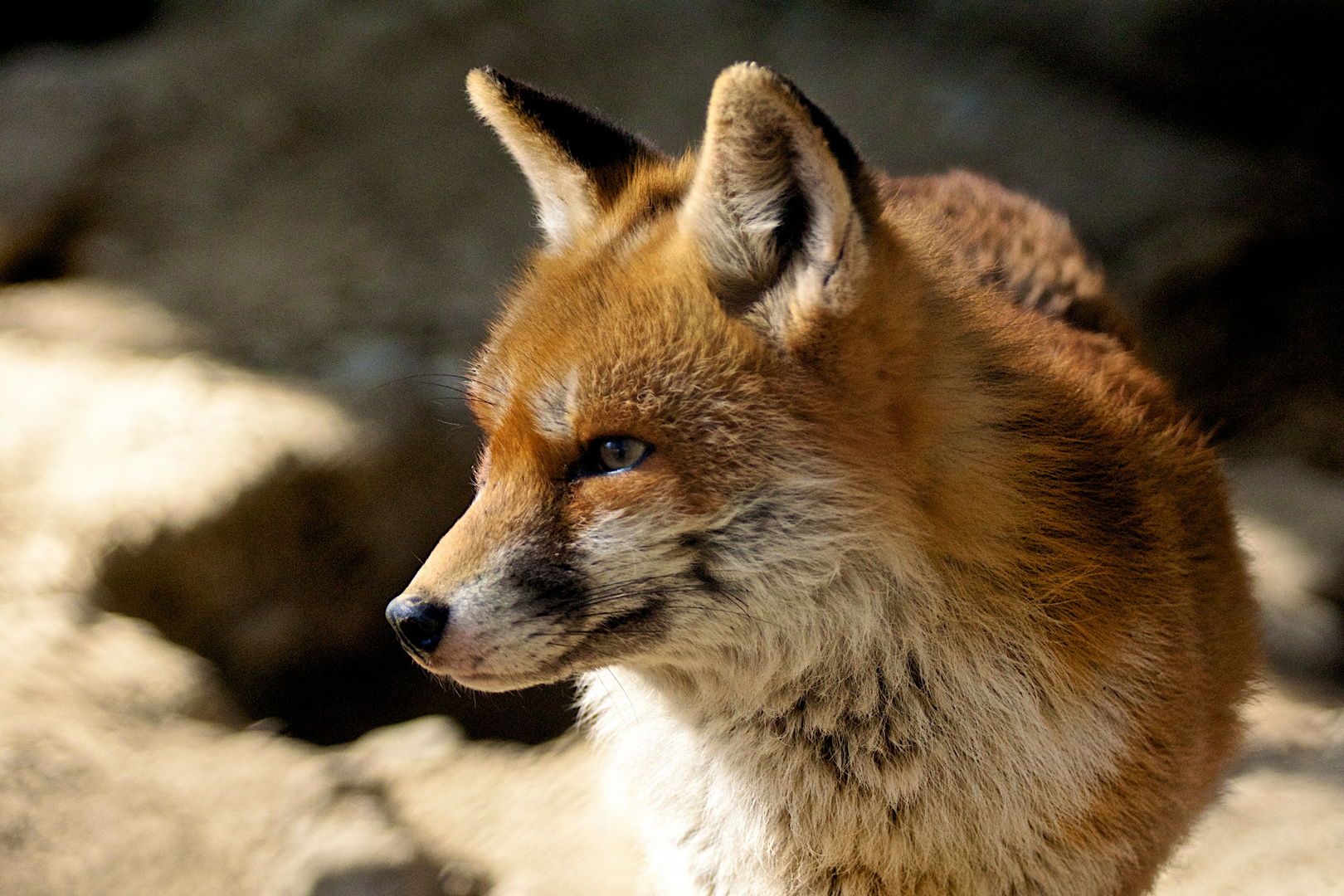 Fuchs