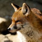 Fuchs