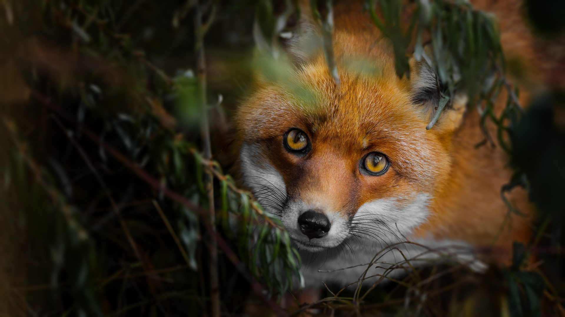 Fuchs Foto & Bild fotos, wald, natur Bilder auf
