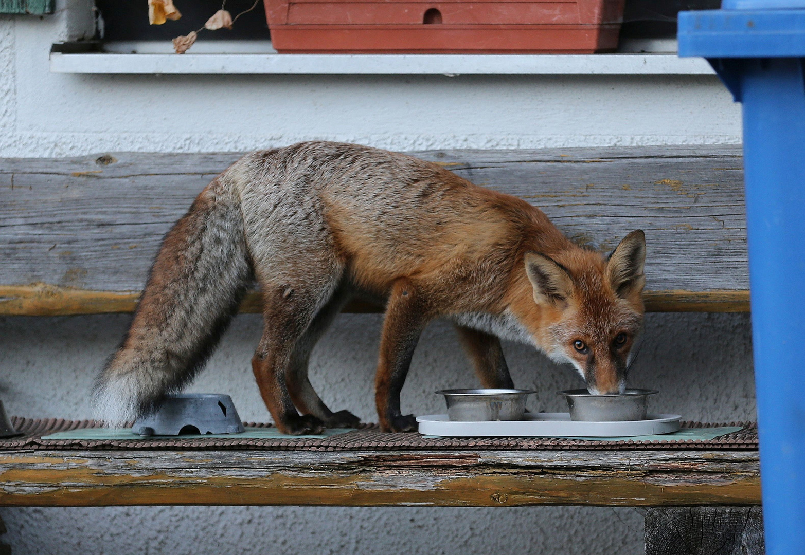 Fuchs Foto & Bild | tiere, wildlife, wildlife in der stadt Bilder auf ...