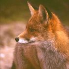 Fuchs