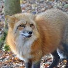 Fuchs