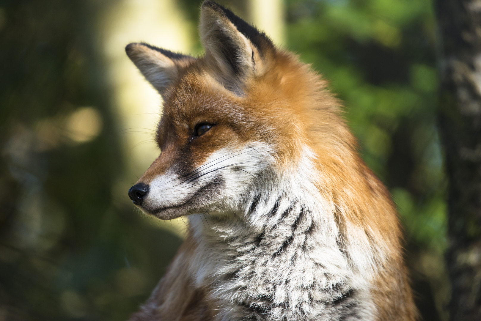 Fuchs Foto & Bild tiere, wildlife, säugetiere Bilder auf