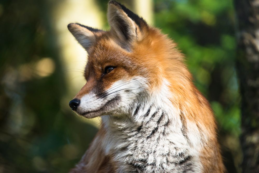 Fuchs Foto & Bild | tiere, wildlife, säugetiere Bilder auf fotocommunity