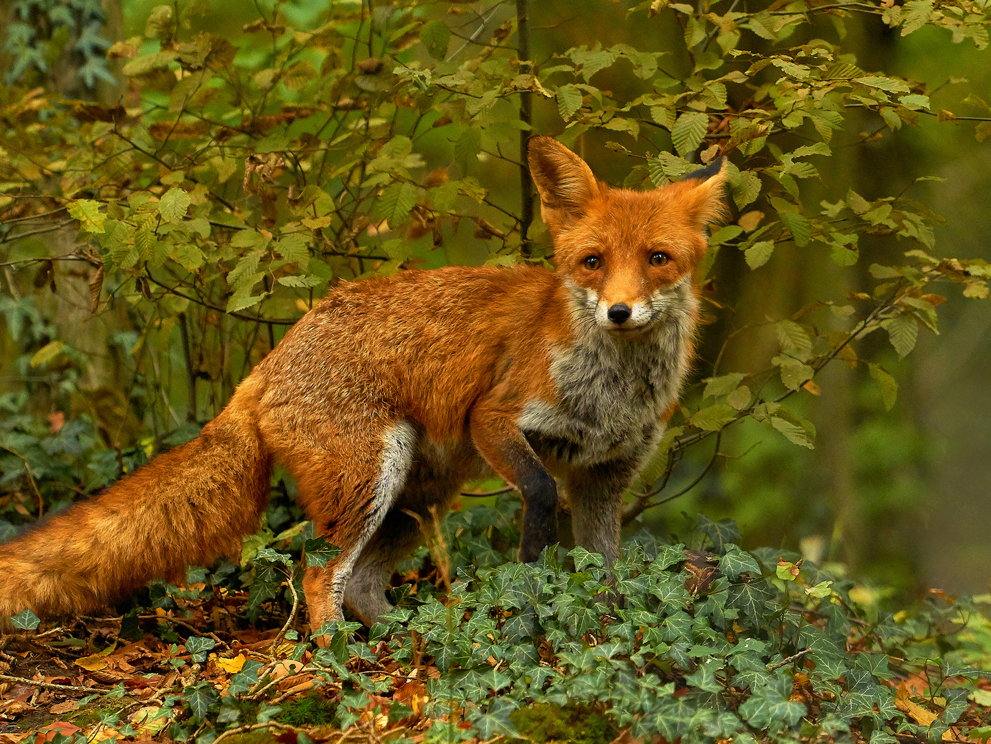 Fuchs Foto & Bild | tiere, zoo, wildpark & falknerei, säugetiere Bilder