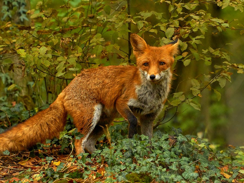 Fuchs Foto & Bild tiere, zoo, wildpark & falknerei, säugetiere Bilder