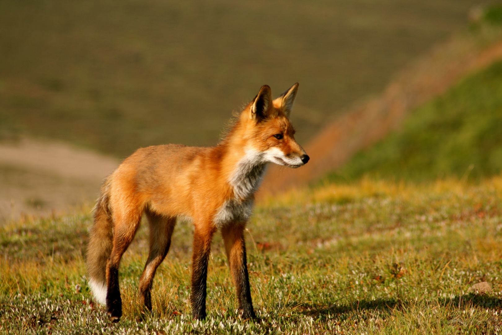 Fuchs