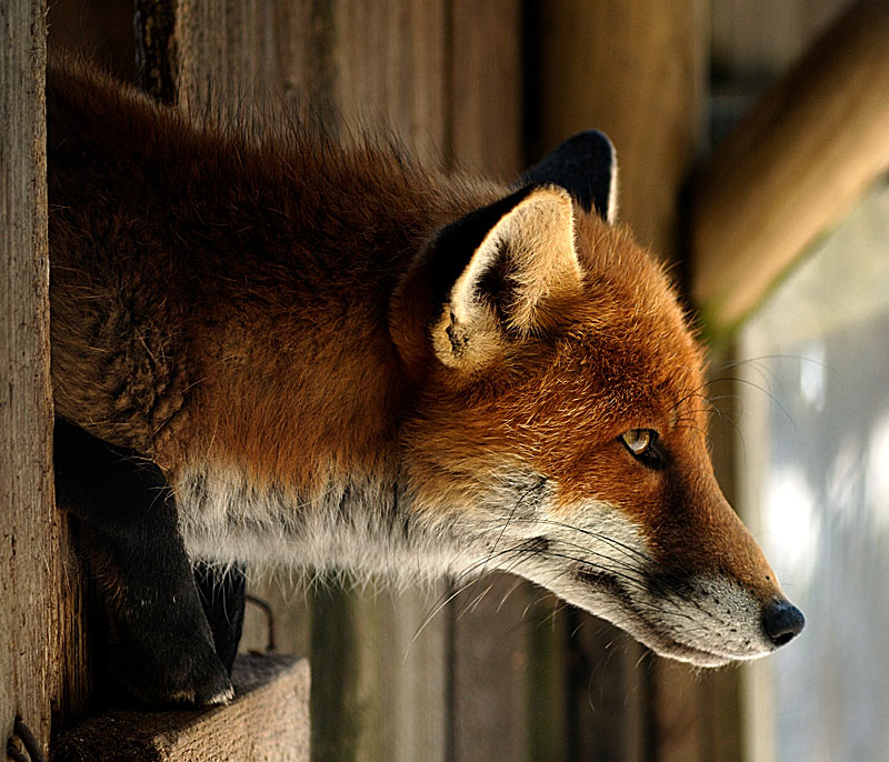 Fuchs