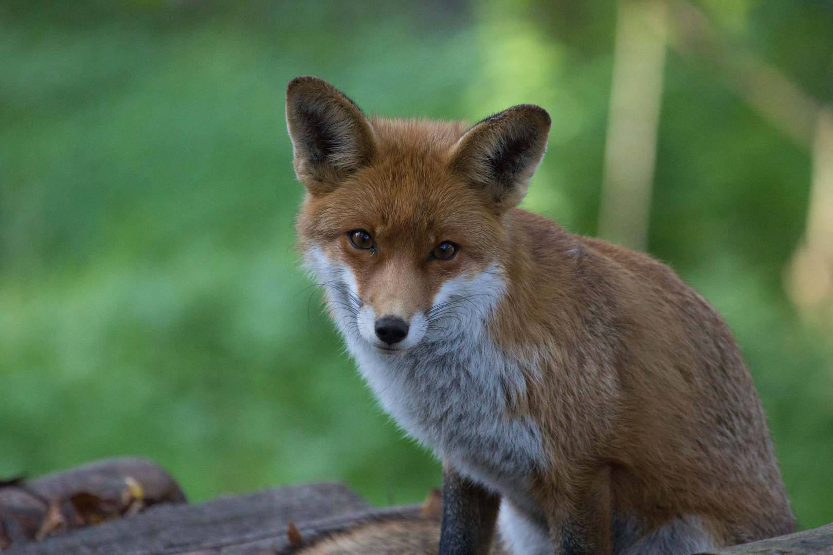 Fuchs Foto & Bild | Bilder auf fotocommunity