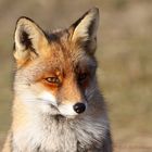 Fuchs