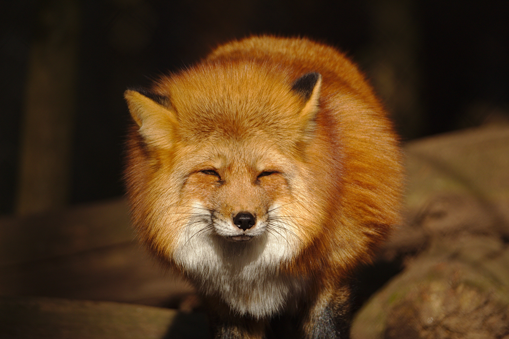 Fuchs Foto & Bild natur, müde, tier Bilder auf