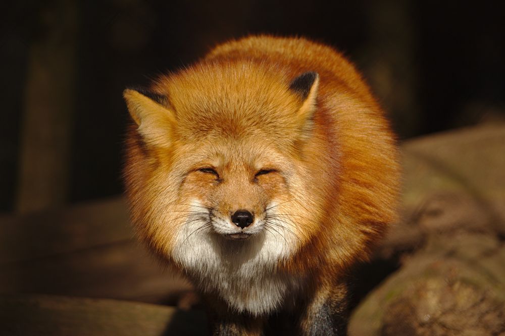 Fuchs Foto & Bild | natur, müde, tier Bilder auf fotocommunity