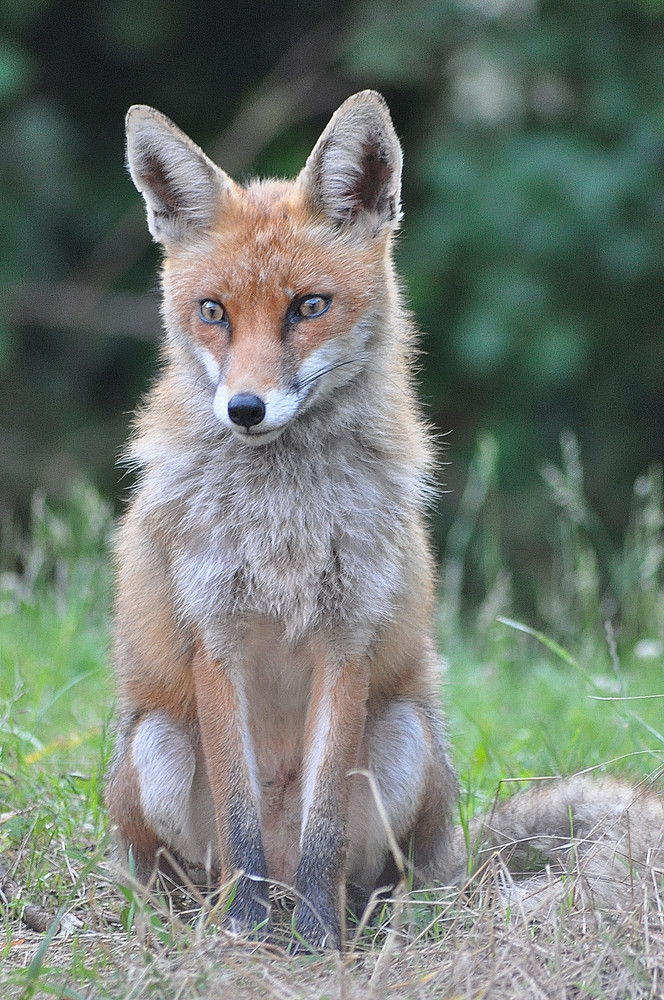 Fuchs