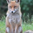 Fuchs