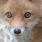 fuchs