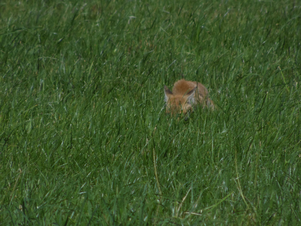 Fuchs alleine auf weiter Flur