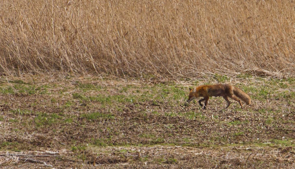 Fuchs am Altmühlsee von der Inselzone aus