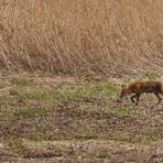 Fuchs am Altmühlsee von der Inselzone aus