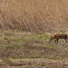 Fuchs am Altmühlsee von der Inselzone aus