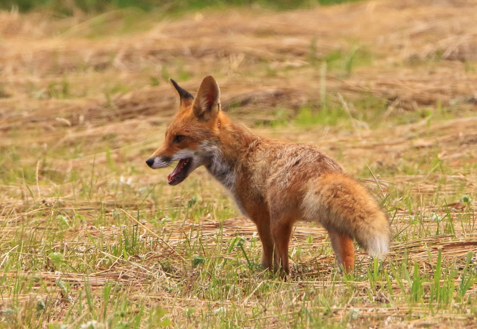 Fuchs am Bodensee