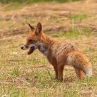 Fuchs am Bodensee