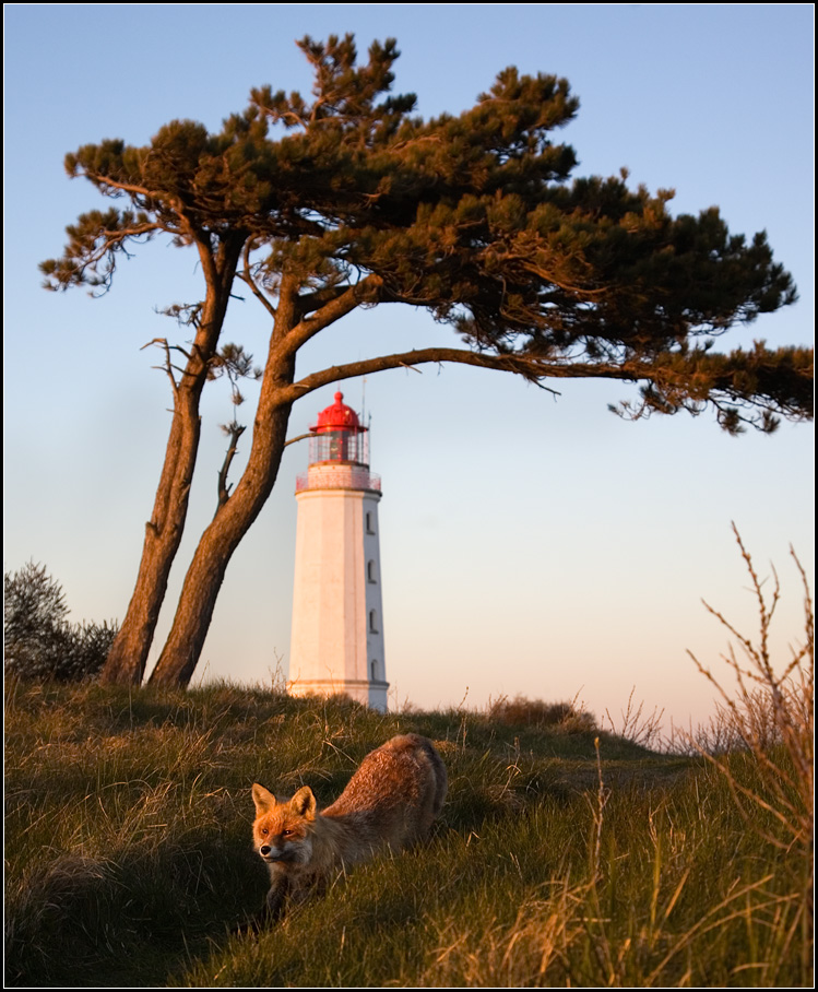 Fuchs am Dornbusch