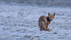 Fuchs am frühen Morgen