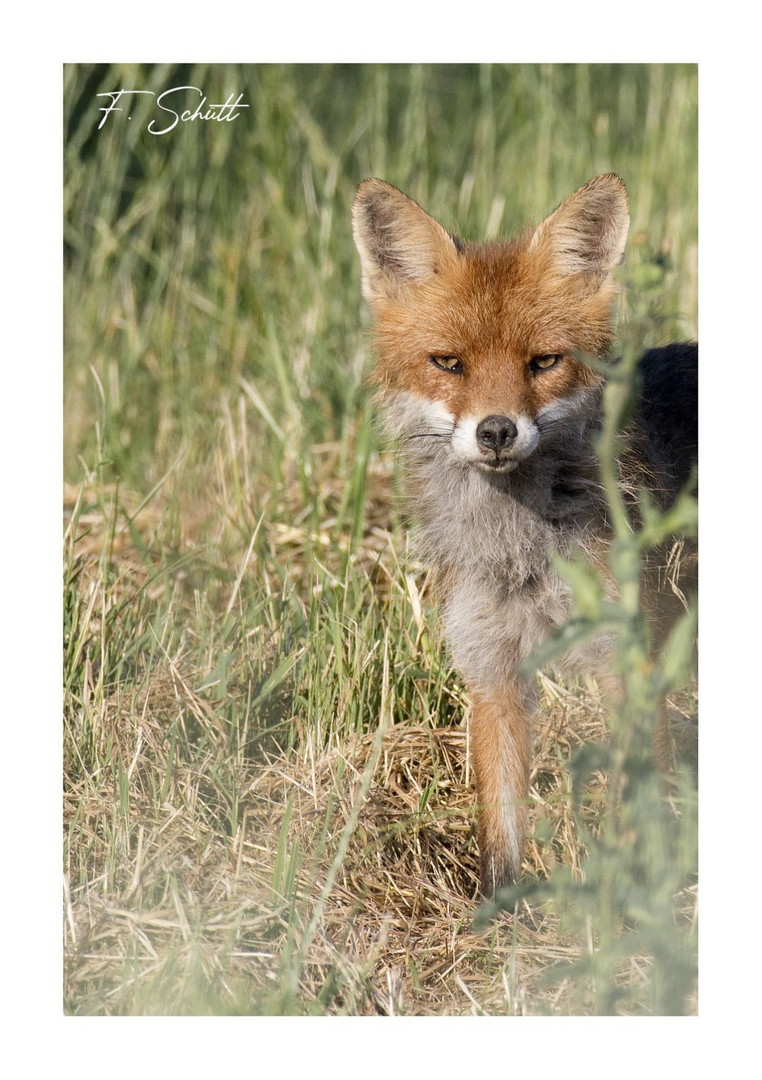 Fuchs am frühen Morgen 