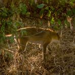 Fuchs am frühen Morgen