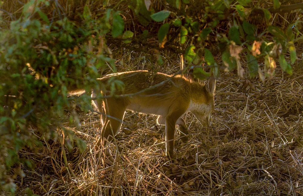 Fuchs am frühen Morgen