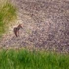 Fuchs am frühen Morgen