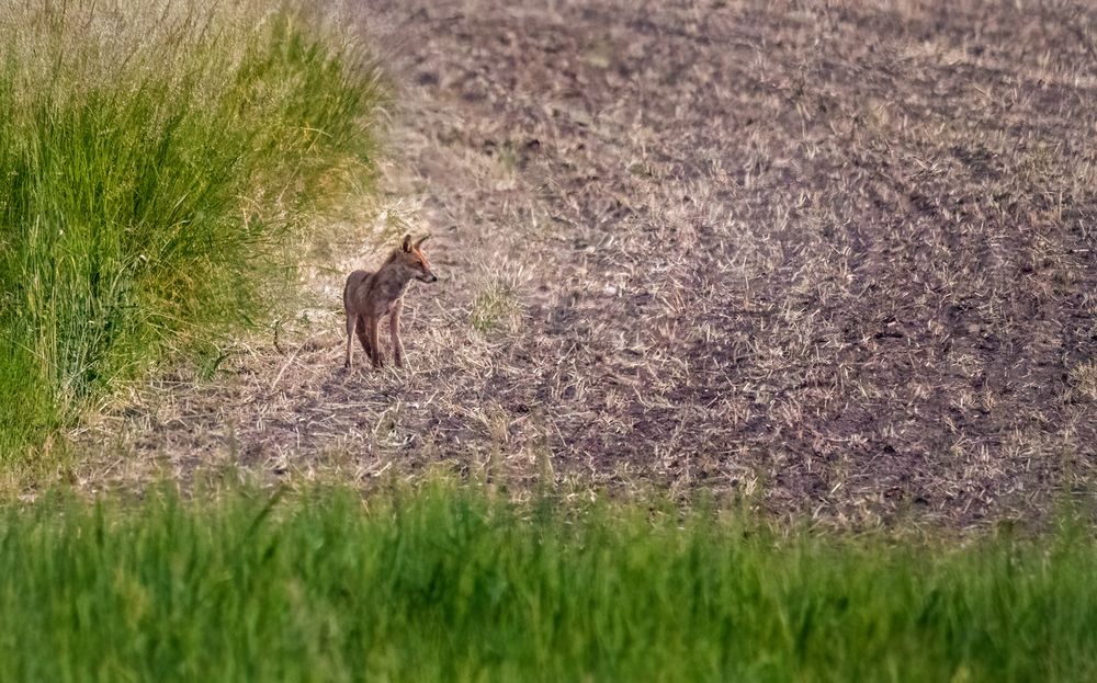 Fuchs am frühen Morgen