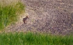 Fuchs am frühen Morgen