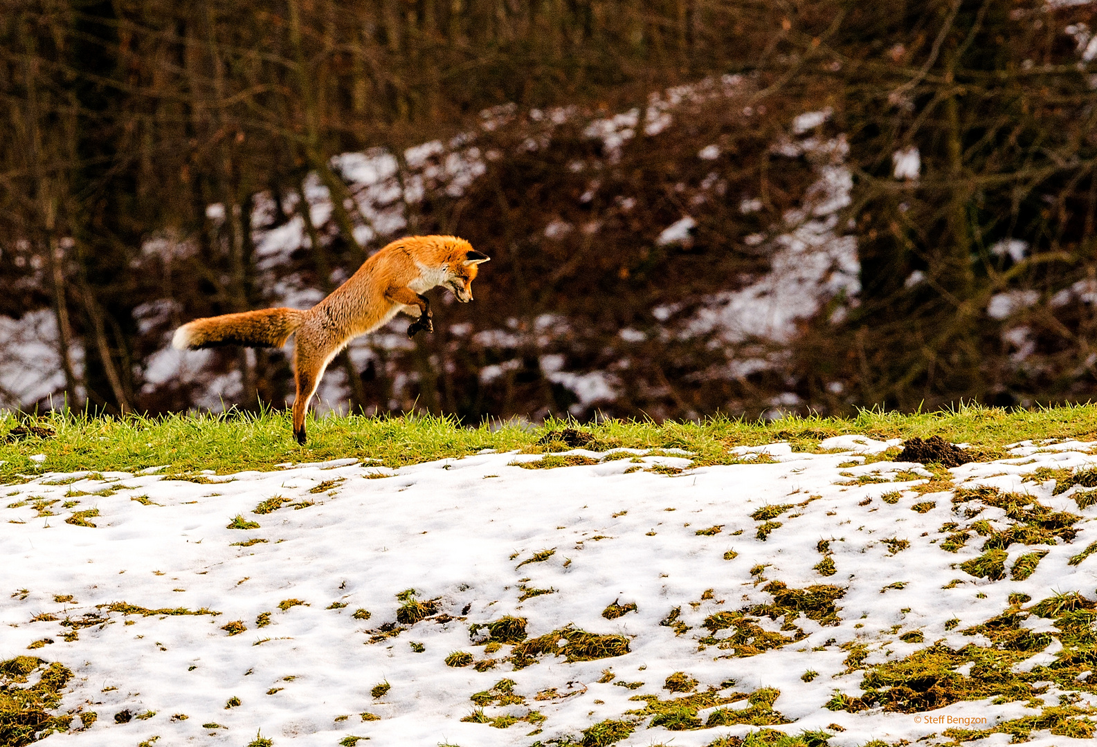 Fuchs am Mäuse ärgern